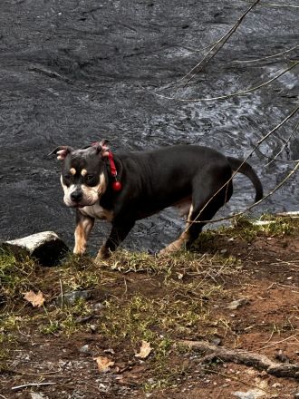 American Bully Pocket , Blue Tricolor mit Papieren