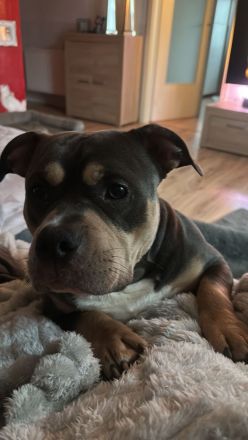 American Bully Pocket , Blue Tricolor mit Papieren