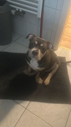 American Bully Pocket , Blue Tricolor mit Papieren