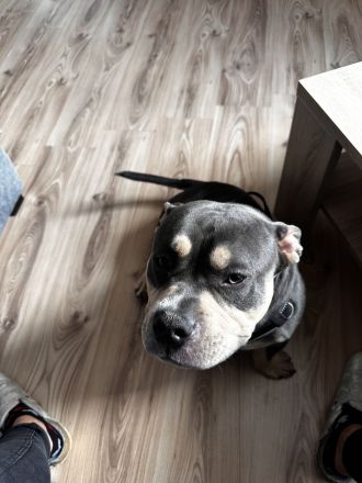 American Bully Pocket , Blue Tricolor mit Papieren