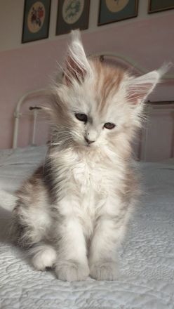 Wunderschöne Maine Coon Babys