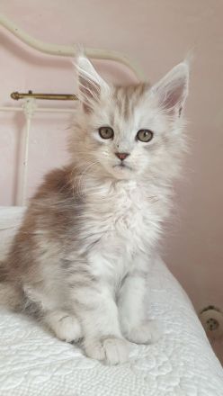 Wunderschöne Maine Coon Babys