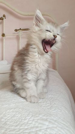 Wunderschöne Maine Coon Babys