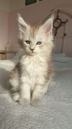 Wunderschöne Maine Coon Babys