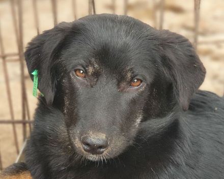 Maria, kleine Hündin, die noch keine Chance hatte, die Welt kennenzulernen, 1,5 Jahr, 43 cm