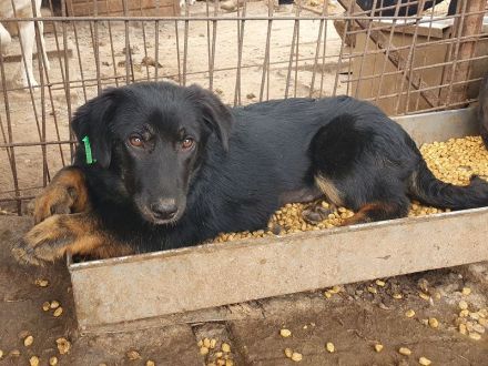 Maria, kleine Hündin, die noch keine Chance hatte, die Welt kennenzulernen, 1,5 Jahr, 43 cm