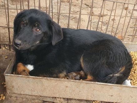 Maria, kleine Hündin, die noch keine Chance hatte, die Welt kennenzulernen, 1,5 Jahr, 43 cm