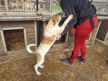 Mirco, sehr aufgeschlossener verspielter junger Rüde, 6 Monate, 43 cm (wachsend)
