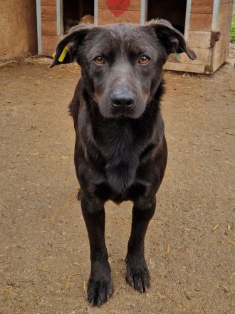 Theo, ein kleiner wachsamer Rüde, 1.5 Jahre, 38 cm