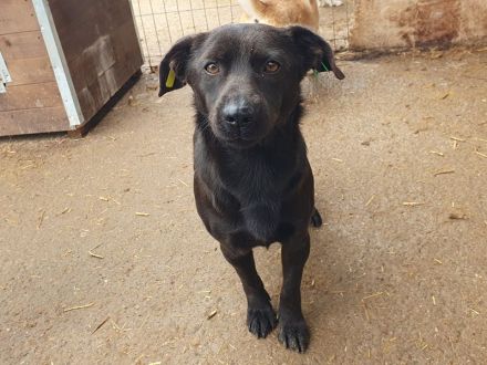 Theo, ein kleiner wachsamer Rüde, 1.5 Jahre, 38 cm