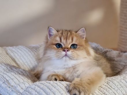 Bkh britisch kurzhaar kitten,Kätzchen mit Stammbaum þ