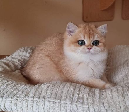 Bkh britisch kurzhaar kitten,Kätzchen mit Stammbaum þ