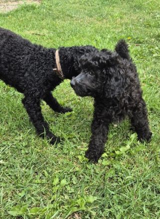 2 Zwerg/Kleinpudelwelpen suchen