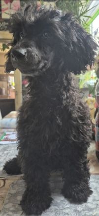 2 Zwerg/Kleinpudelwelpen suchen