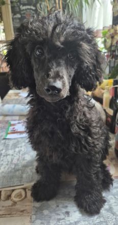 2 Zwerg/Kleinpudelwelpen suchen