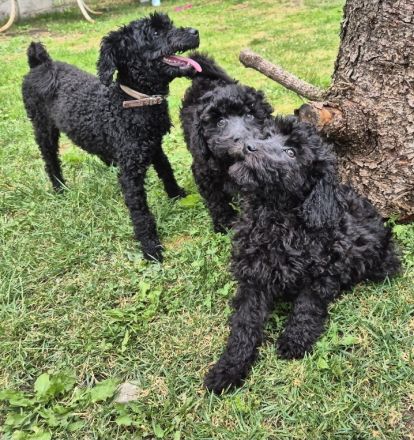 2 Zwerg/Kleinpudelwelpen suchen