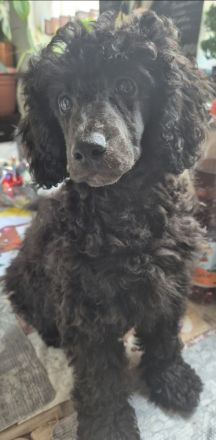 2 Zwerg/Kleinpudelwelpen suchen