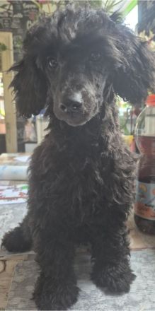 2 Zwerg/Kleinpudelwelpen suchen