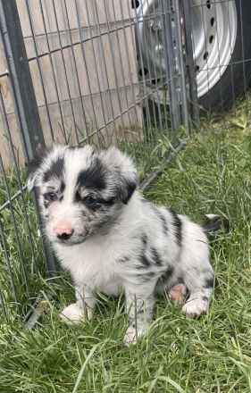 Wunderschöne Border Collie Welpen – Familienaufzucht mit Herz ❤️