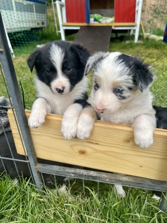 Wunderschöne Border Collie Welpen – Familienaufzucht mit Herz ❤️