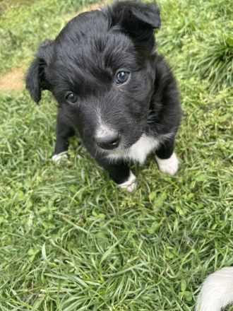 Wunderschöne Border Collie Welpen – Familienaufzucht mit Herz ❤️