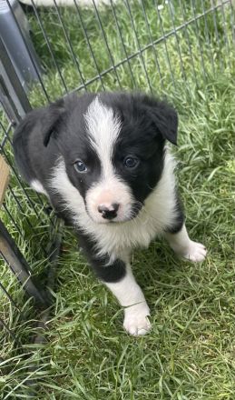 Wunderschöne Border Collie Welpen – Familienaufzucht mit Herz ❤️