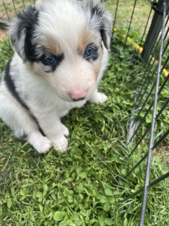 Wunderschöne Border Collie Welpen – Familienaufzucht mit Herz ❤️