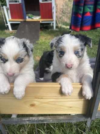 Wunderschöne Border Collie Welpen – Familienaufzucht mit Herz ❤️