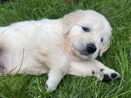 Hübschester Golden Retriever Wurf