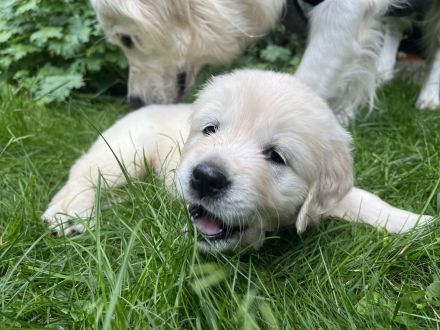 Hübschester Golden Retriever Wurf
