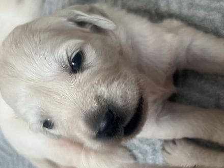 Hübschester Golden Retriever Wurf