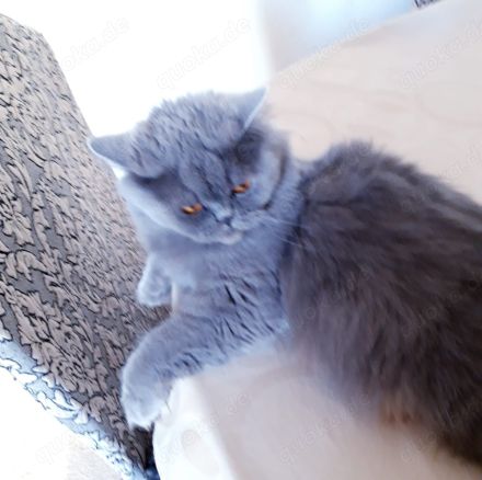 Katze weibchen 1,7 jahre alt perser bkh grau