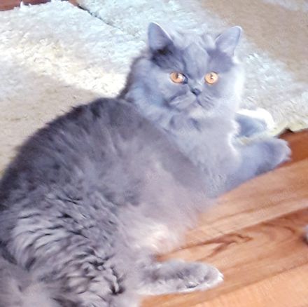 Katze weibchen 1,7 jahre alt perser bkh grau