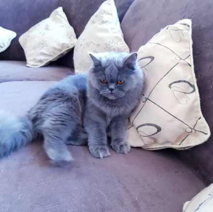 Katze weibchen 1,7 jahre alt perser bkh grau