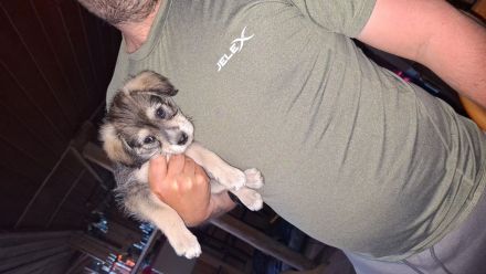 Mischlinge Jack Russell