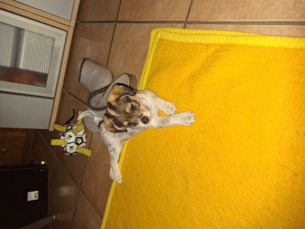 Mischlinge Jack Russell
