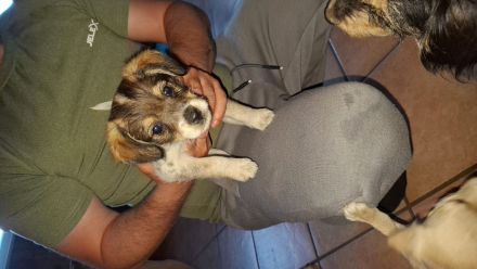 Mischlinge Jack Russell