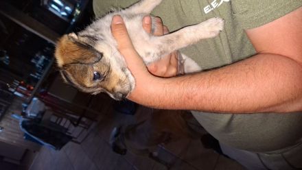 Mischlinge Jack Russell