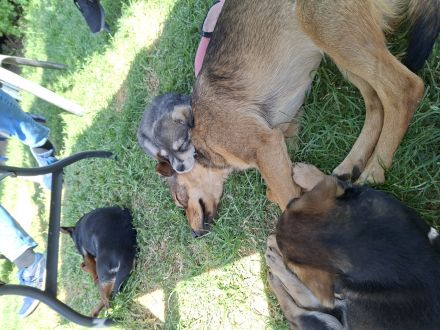 Mischlinge Jack Russell