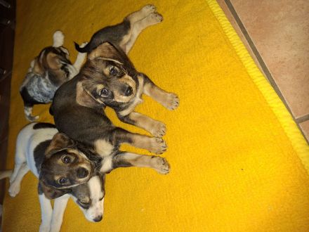 Mischlinge Jack Russell