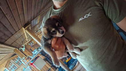 Mischlinge Jack Russell