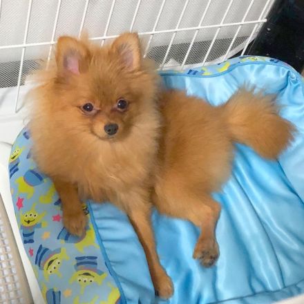 Zwergspitz Hündin – liebevolles Zuhause gesucht