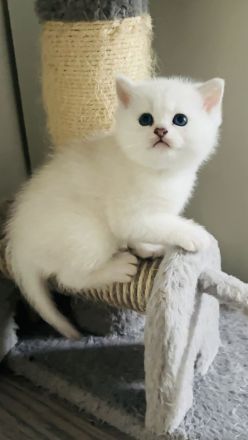 Bkh kitten mit blauen Augen,Abholbereit