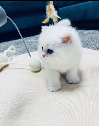 Bkh kitten mit blauen Augen,Abholbereit