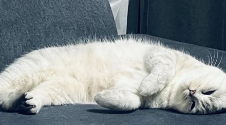 Bkh kitten mit blauen Augen,Abholbereit