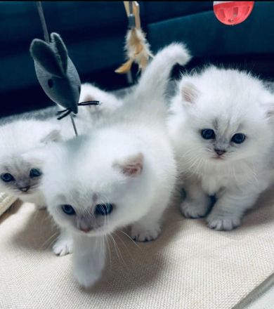 Bkh kitten mit blauen Augen,Abholbereit