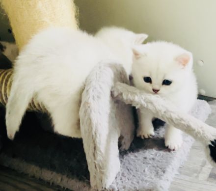 Bkh kitten mit blauen Augen,Abholbereit