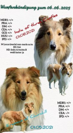 Wurfankündigung um den 06.06.2025  Collie Welpen