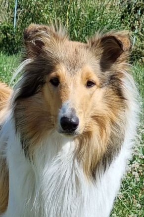 Wurfankündigung um den 06.06.2025  Collie Welpen