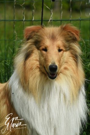 Wurfankündigung um den 06.06.2025  Collie Welpen